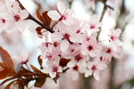 Branches of flowering tree, closeupの写真素材