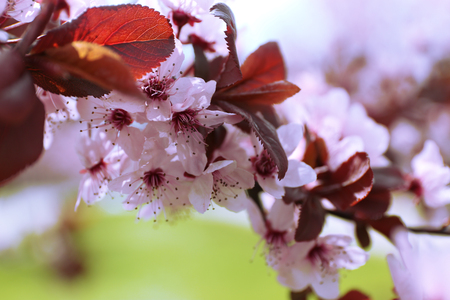 Branches of flowering tree, closeupの写真素材