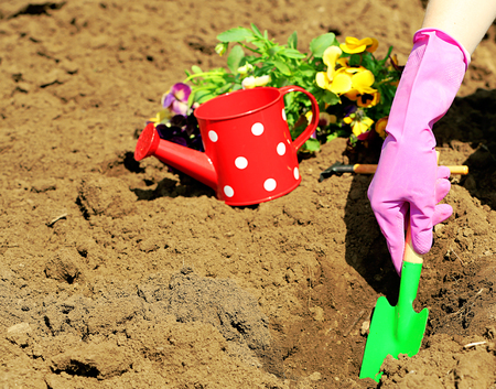 Female hands in pink gloves planting flowers, close-upの写真素材