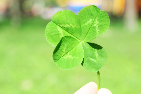 Hand holding four leaf clover on green nature background, close up