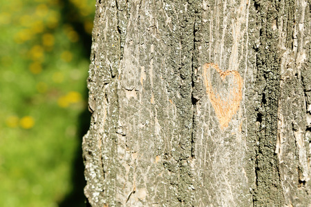 Heart carved in tree close-upの写真素材