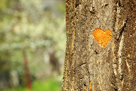 Heart carved in tree close-upの写真素材
