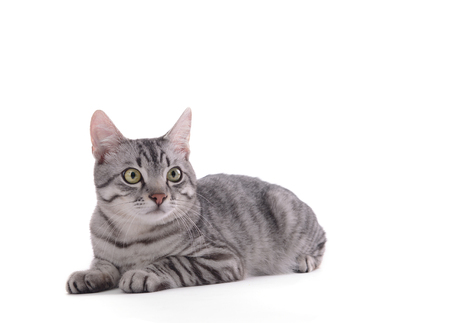 Beautiful cat isolated on whiteの写真素材