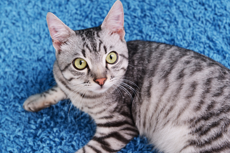 Beautiful cat on blue backgroundの写真素材