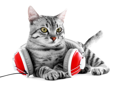 Beautiful cat with headphones isolated on whiteの写真素材