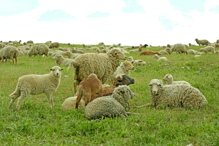 Sheeps grazing in meadowの写真素材