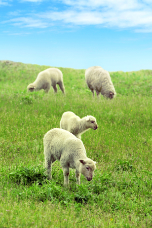 Sheeps grazing in meadowの写真素材