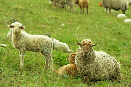Sheeps grazing in meadowの写真素材