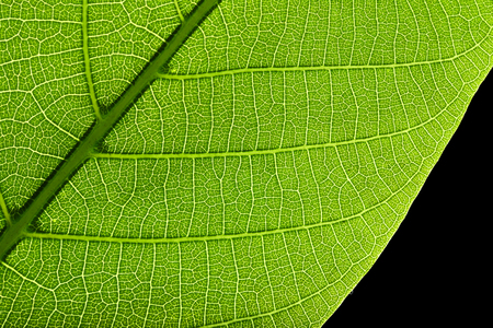 Tree green leaf close up