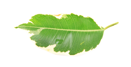 Green leaf isolated on whiteの写真素材