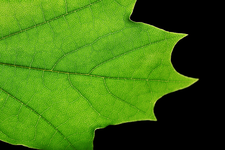 Tree green leaf close up