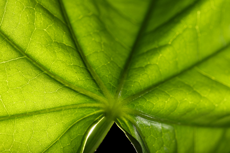Tree green leaf close upの写真素材