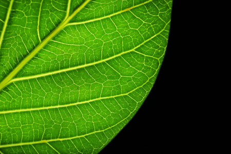 Tree leaf on black backgroundの写真素材
