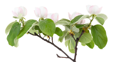 Apple tree branch with blossoms, isolated on whiteの写真素材