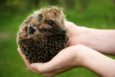 Hands holding hedgehog outdoorsの写真素材