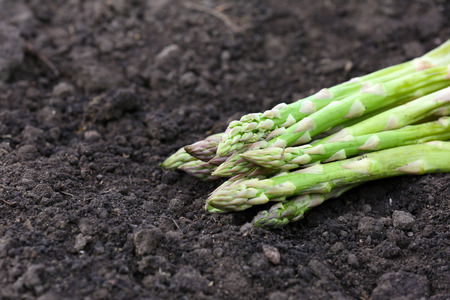 Fresh asparagus over black soil backgroundの写真素材