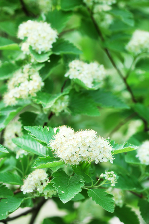 White flowers of blooming rowan tree, outdoorsの写真素材
