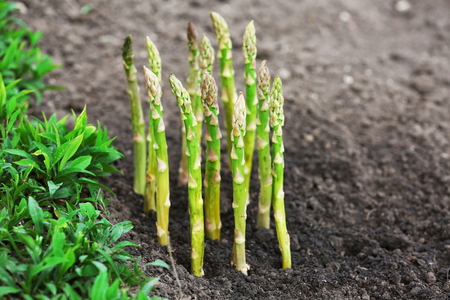 Organic farming asparagus in black soilの写真素材