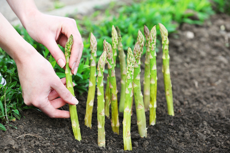 Farmer planting asparagus into black soil in gardenの写真素材