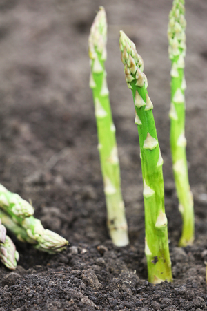 Organic farming asparagus in black soilの写真素材