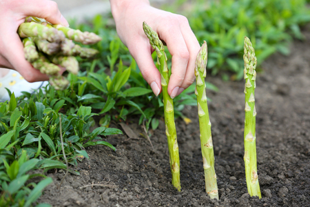 Farmer planting asparagus into black soil in gardenの写真素材