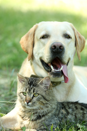 Friendly dog and cat resting over green grass backgroundの写真素材