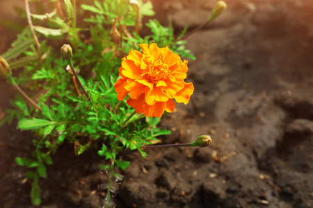 Bright marigold flowers on flowerbedの写真素材