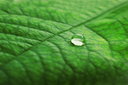 Green leaf with droplet, closeup