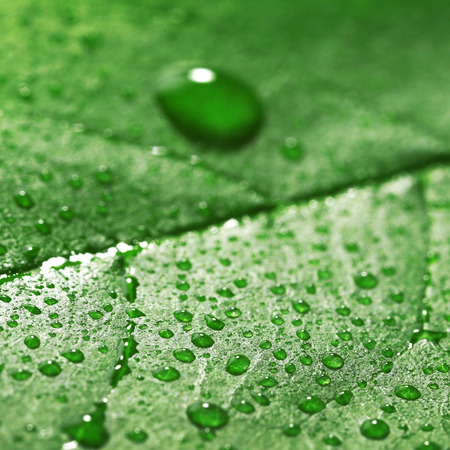 Green leaf with droplets, closeup
