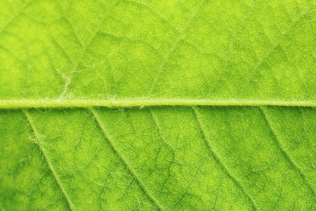 Closeup of green leaf