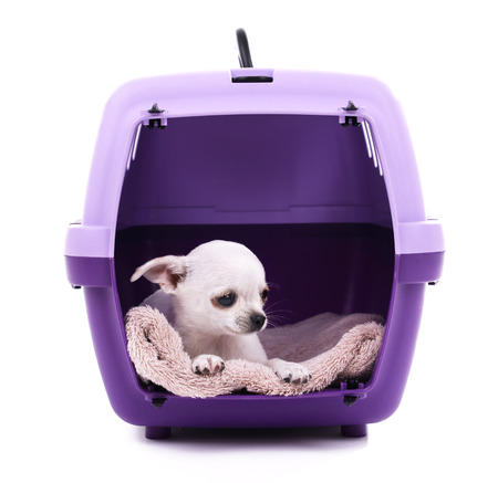 Adorable chihuahua dog in travel plastic cage isolated on whiteの写真素材