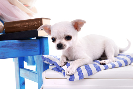 Adorable chihuahua dog and heap of different things close upの写真素材