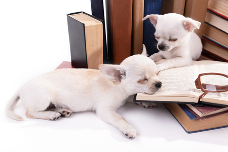Adorable chihuahua dogs and heap of books close upの写真素材