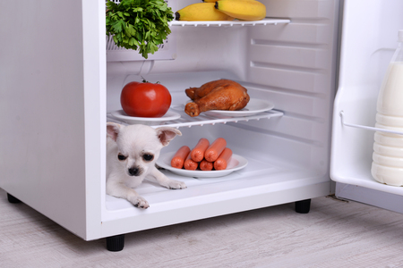 Adorable chihuahua dog in open fridge in kitchenの写真素材