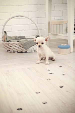 Adorable chihuahua dog and muddy paw prints on wooden floor in roomの写真素材
