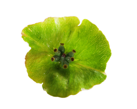 Green leaf isolated on white