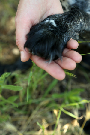 Girl holding  paw of cute dog on nature backgroundの写真素材