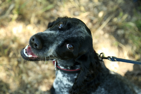 Russian spaniel outdoorsの写真素材
