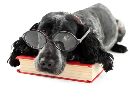 Russian spaniel with book and glasses isolated on whiteの写真素材