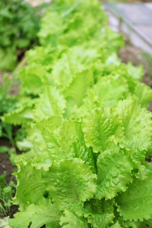 Bed of lettuceの写真素材