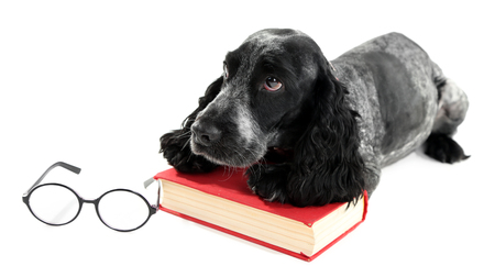 Russian spaniel with book and glasses isolated on whiteの写真素材