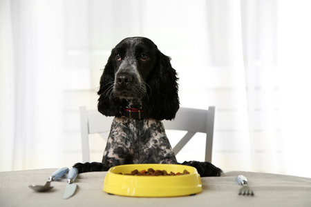 Dog looking at plate of kibbles on dining table