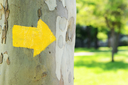 Bright arrow on tree outdoorsの写真素材