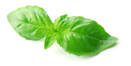 Green fresh basil isolated in whiteの写真素材