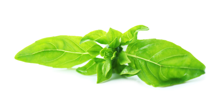 Green fresh basil isolated in whiteの写真素材