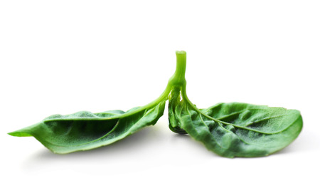Green fresh basil isolated in white