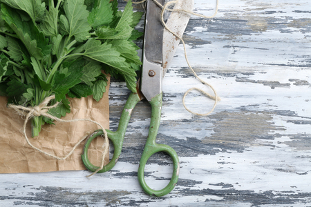 Leaves of lemon balm with scissors on wooden backgroundの写真素材