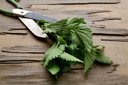 Leaves of lemon balm with scissors on wooden backgroundの写真素材