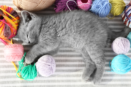 Cute gray kitten with colorful balls of thread on striped carpet, closeupの写真素材