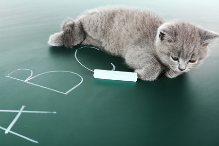 Cute gray kitten on green chalkboard backgroundの写真素材
